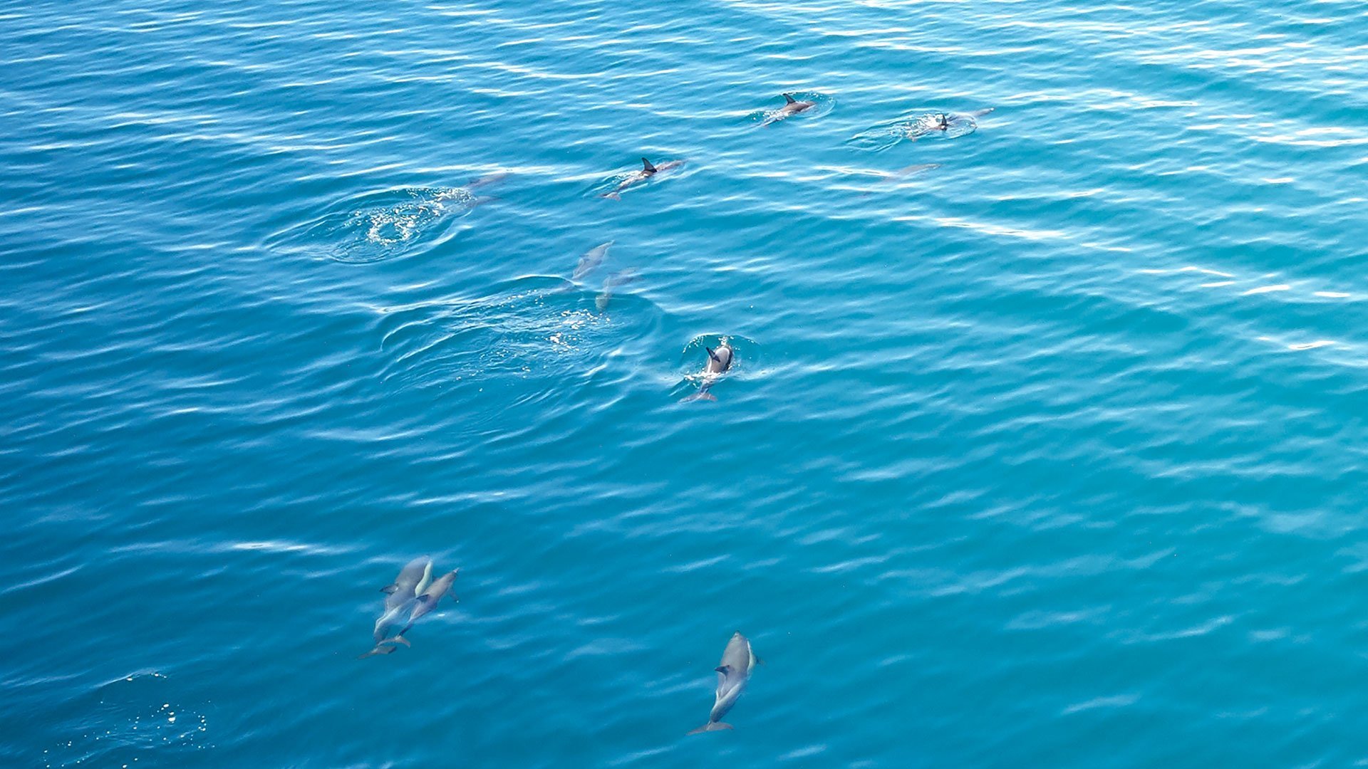 skiathos dolphins