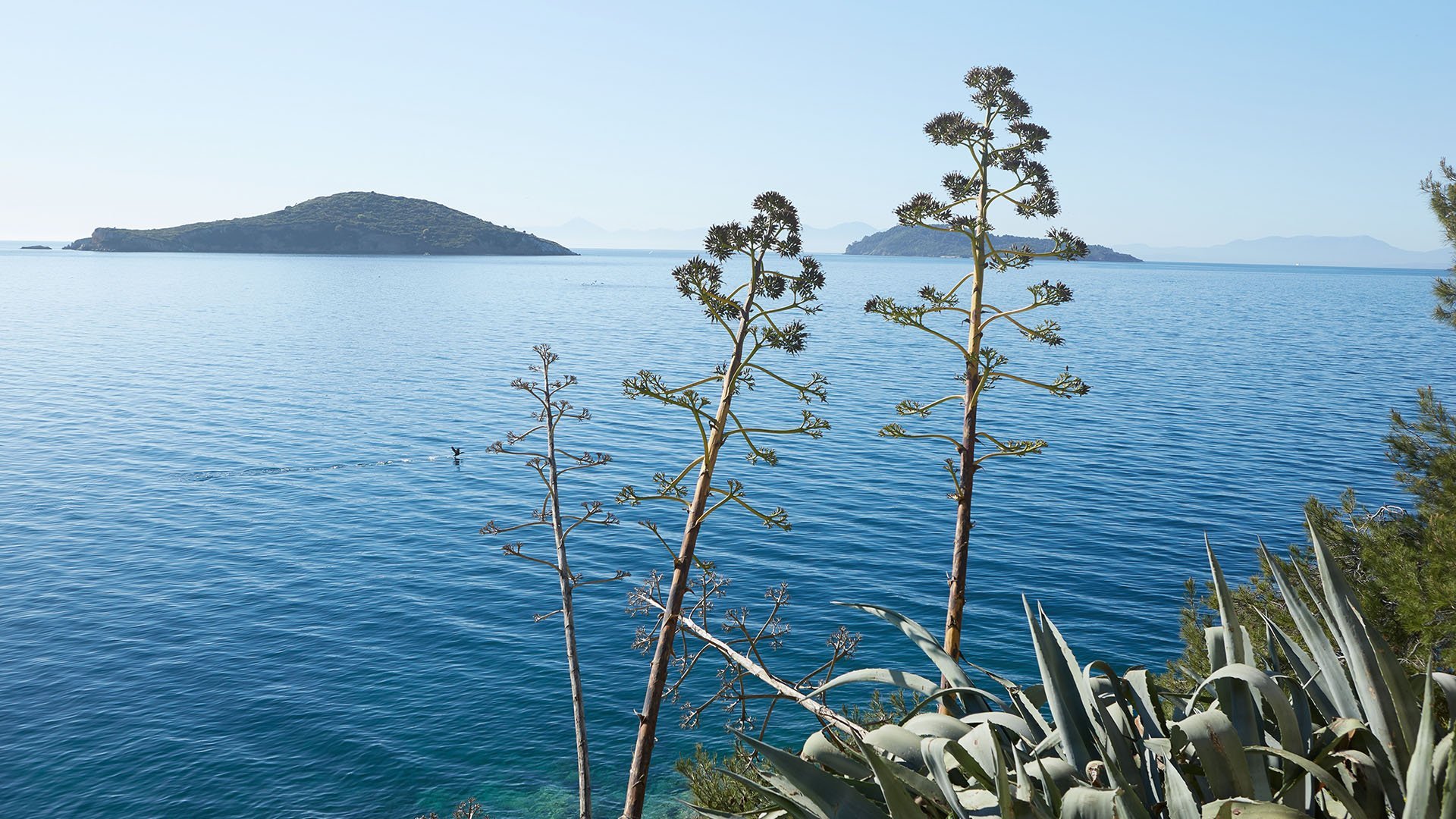 beach in Skiathos