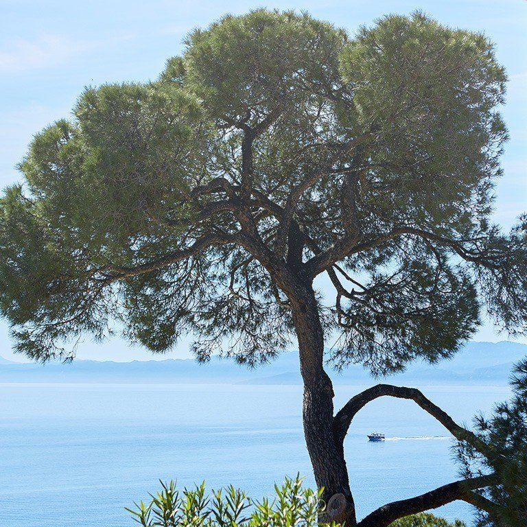 Sea in Skiathos