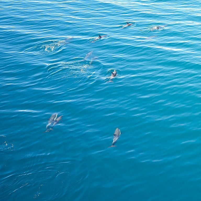 skiathos dolphins